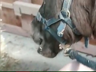 animal farm teen sex movies