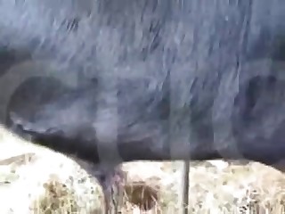 fotos sexo con animales movies