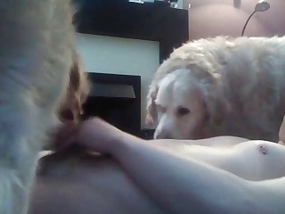 bestial animalsex.nl movies