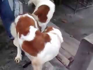 beastiality horse woman videos