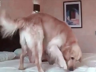 beast dog forum getting mount free porn