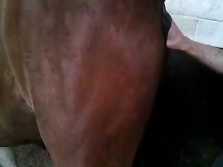 A man is fisting the asshole of a horse with passion