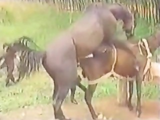 Barn is the place that sees lots of farm bestiality