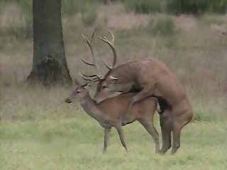 Sexy dear pounds a horny hottie in the doggy style pose