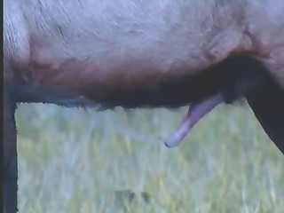 Forest fucking for amazing beasts in this video