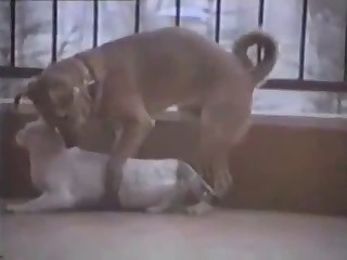 Horny doggie really wants to bang this amazing slut