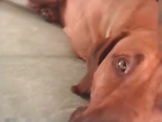 Sexy doggy and a horny chick are enjoying bestiality