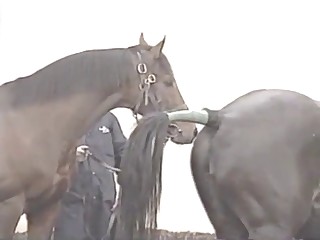 Pair of horny stallions are having shameless sex