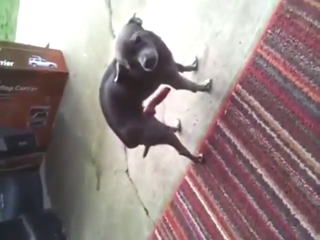 Dog's masturbation session leads to hot orgasms