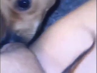 Small dog devouring a hot crotch in a POV scene
