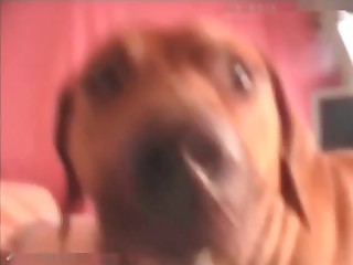 beastiality teen and her dog videos