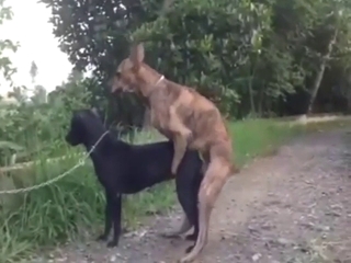 Amazing zoo XXX with doggystyle, hot moaning