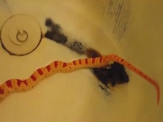 A different look at spicy snake XXX in zoo porn