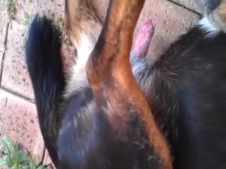 Porn showing crazy sucking: bestiality porn XXX