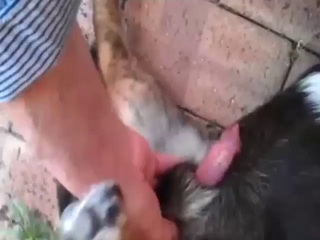Porn showing crazy sucking: bestiality porn XXX