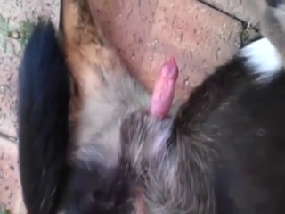 Porn showing crazy sucking: bestiality porn XXX