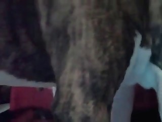 beast and the harlot girl porn videos