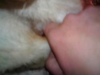 sex woman and animal movies