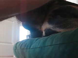 beastality sex animal porn videos