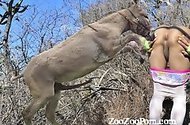 Animal Porn Zoo Videos